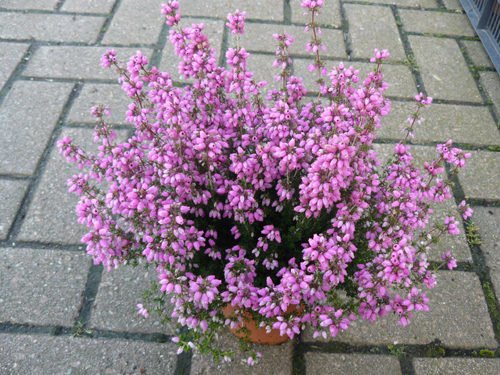 Voor meer heide planten klikt u op deze regel